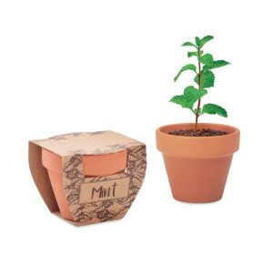MINT POT - Semințe mentă în ghiveci de ter