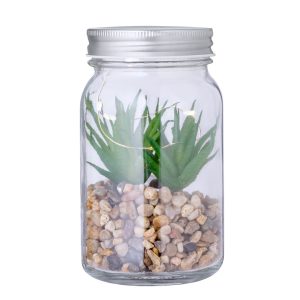 Kyala - Plantă decorativă