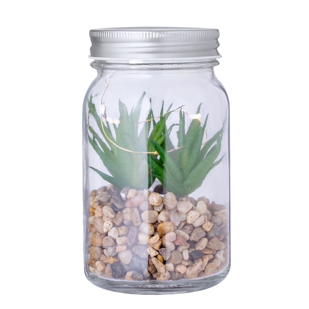 Kyala - Plantă decorativă